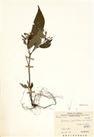 藏品(蛇根草)的圖片